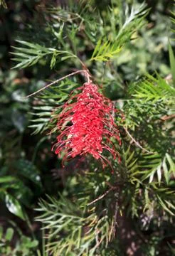 Grevillea juniperina. Stock Photos