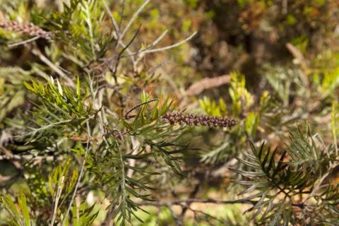 Grevillea Stock-Fotos