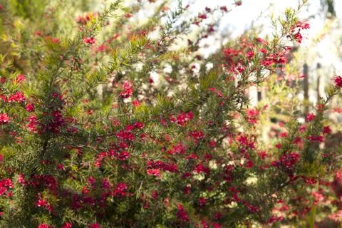 Grevillea Stock Photos