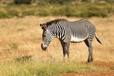 A Grevy Zebra is grazing in the countryside of Samburu in Kenya Stock Photos