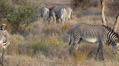 Grevy Zebra Herd Grazing on Dry Savanna in Samburu National Reserve Kenya. Stock Footage 319779798