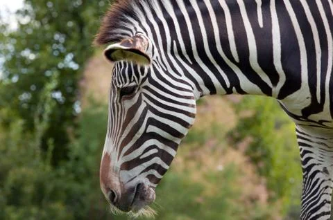 Grevy zebra Stock Photos