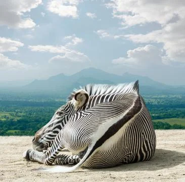 Grevy - zebra Stock Photos