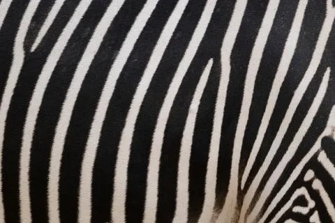 Grevy Zebra Skin Pattern Stock Photos