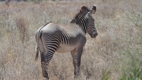 Grevy Zebra Standing in Dry Samburu Savanna Kenya Stock Footage 327690631