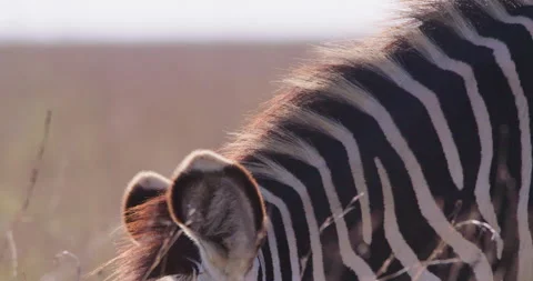 A Grevy Zebras head while grazing in dry savannah at midday Stock Footage 310971560