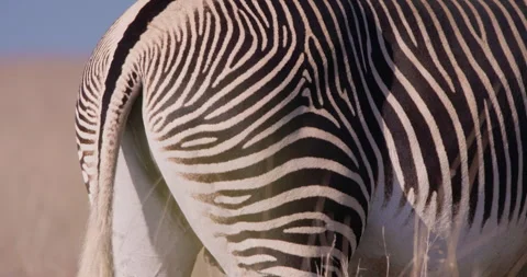 A Grevy Zebras tail and back in sunny savannah at midday Stock Footage 310973391