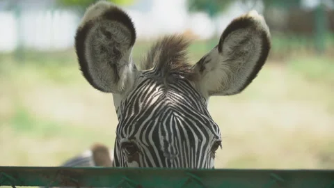 Grevy's Zebra Ears Stock Footage 113996897