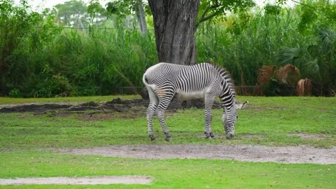 A Grevy's zebra eats grass near a feeding trough. 스톡 동영상 346911340