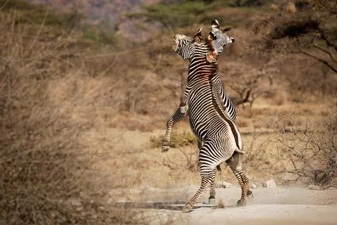 Grevys Zebra - Equus grevyi also Imperial zebra, bloody fighting duel, larges Stock Photos
