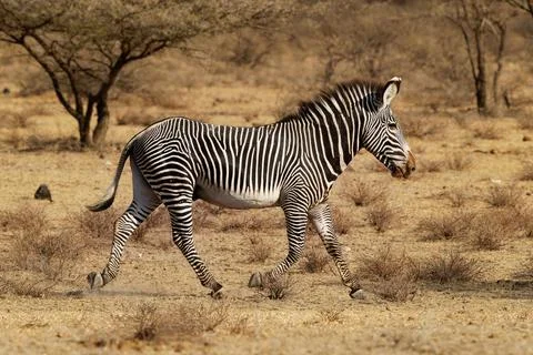 Grevys Zebra - Equus grevyi also Imperial zebra, largest living wild equid, m Stock Photos