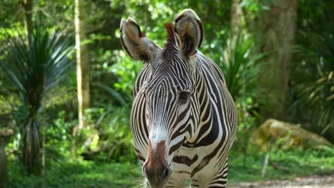 A Grevy's zebra (Equus grevyi) feeds on food and happily swinging its tail Stock Footage 333603966