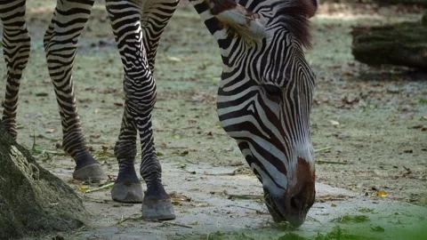 A Grevy's zebra (Equus grevyi) feeds on the food, close up shot. Stock Footage 333603968