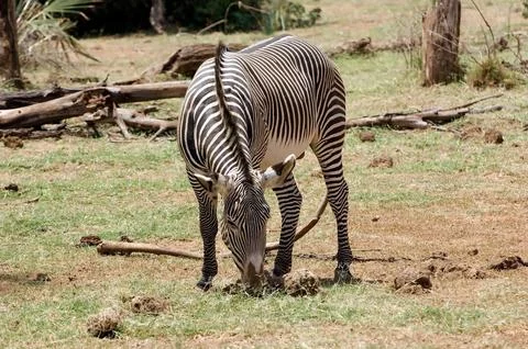 Grevy's zebra (Equus grevyi) Stock Photos
