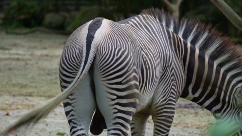 A Grevy's zebra (Equus grevyi) wagging its tail while eating, close up shot. Stock Footage 333603970