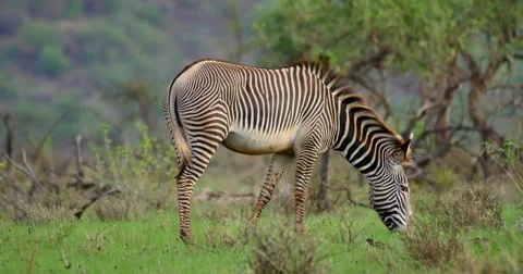 Grevy's Zebra Stock Footage 60612670