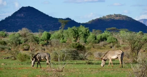 Grevy's Zebra grazing Stock Footage 60611902