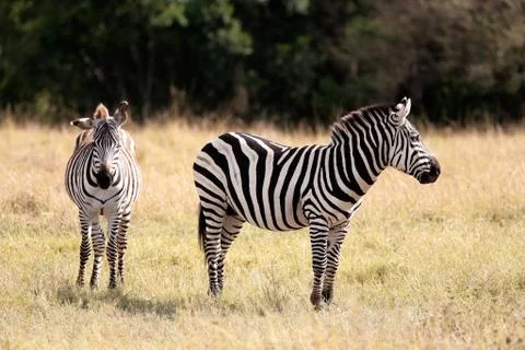 Grevy's zebra Stock Photos