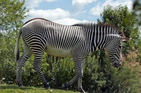 Grevy's zebra Stock Photos