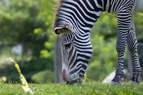 Grevy's zebra Foto stock