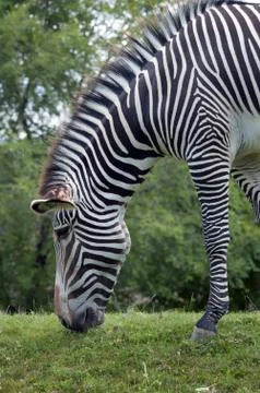 Grevy's zebra Stock Photos