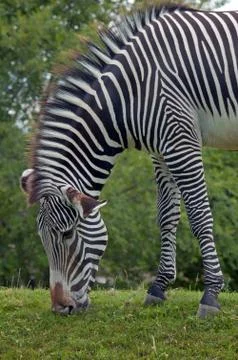 Grevy's zebra Stock Photos