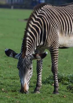 Grevys Zebra Stock Photos