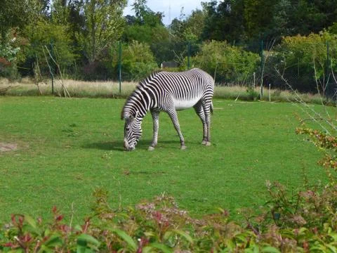 Grevy's zebra Stock Photos