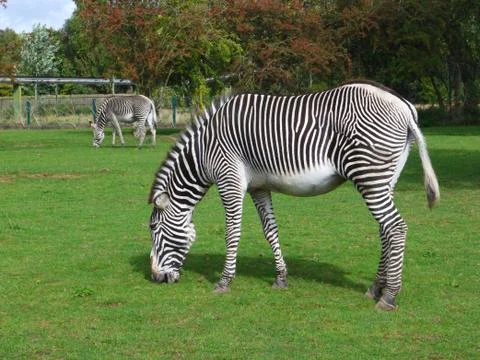 Grevy's zebra Stock Photos