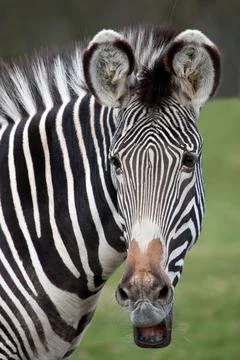 Grevy's Zebra portrait Stock Photos