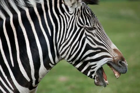 Grevy's Zebra side profile Stock Photos