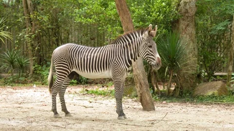Grevy's Zebra Standing and Walking in a Sunny Zoo Enclosure Stock Footage 329831110