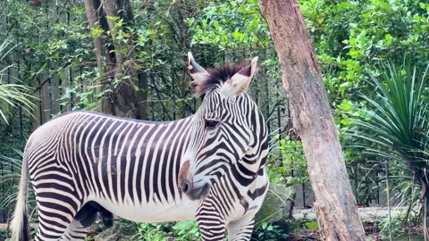 Grevy's Zebra Standing in Lush Green Forest Habitat Profile View Stock Footage 328065462