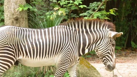 Grevy's Zebra Walking Slowly Through a Lush Zoo Enclosure Stock Footage 329350160