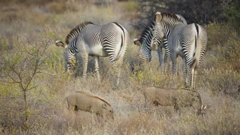 Grevys Zebras and Warthogs Grazing Together in Samburu National Reserve Kenya. Stock Footage 319779015