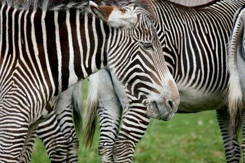 Grevy's Zebras Stock Photos