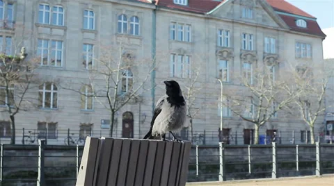 A grew crow sitting on the back of a bench. City landscape Stock Footage 48136326