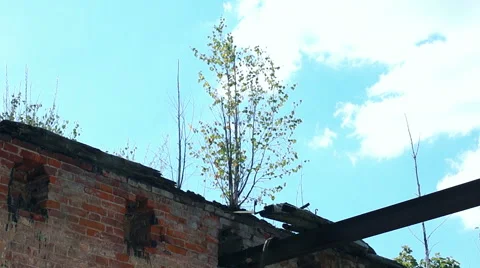 Grew a tree on top of a building Видео 57325147