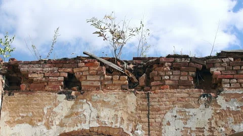 Grew a tree on top of a building Stock-Footage 57325150