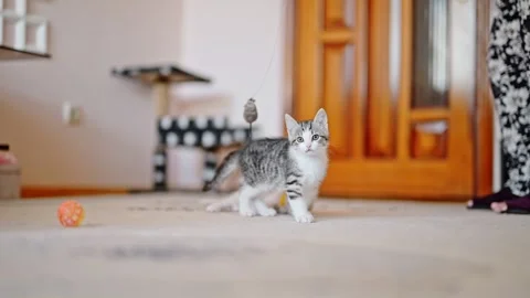 Grey adorable kitten looking to the camera Stock Footage 247490751