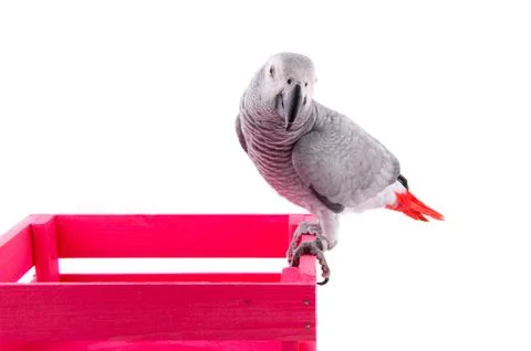 Grey african parrot 스톡 사진