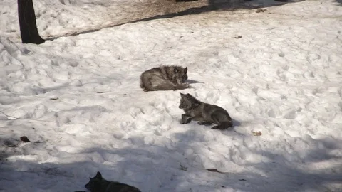 Grey (aka timber) wolves basking in the sunlight Stock Footage 73669441