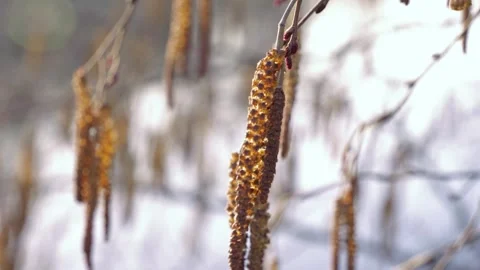 Grey alder catkins Stock Footage 265259639