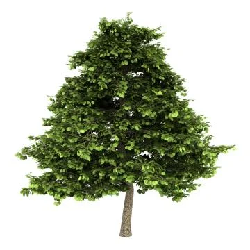 Grey alder tree isolated on white background Illustrazione stock
