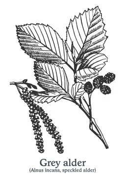 Grey alder. Vector hand drawn plant. Vintage medicinal plant sketch. Stock Illustration