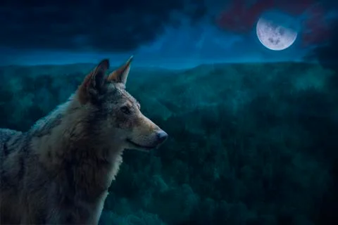 Grey Alpha Wolf During Full Moon Night in the Wilderness. Foto stock