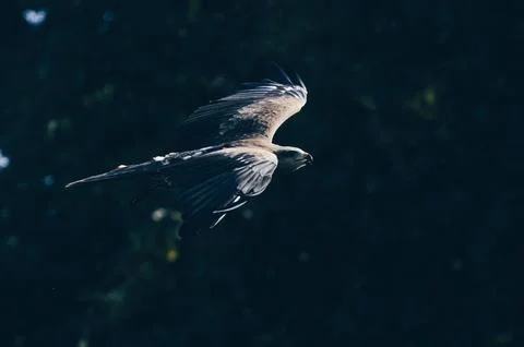 Grey And Black Eagle Stock Photos