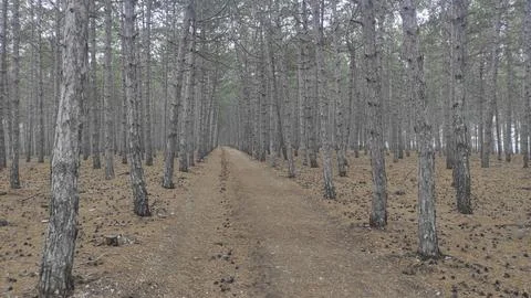 Grey and brown pine trees background Stock Photos