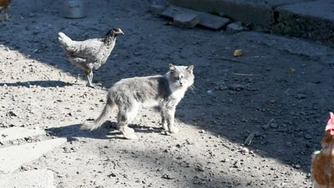 Grey and thin cat on the farm ,hens waking by the cat, sleepy cat video Stock Footage 166300516