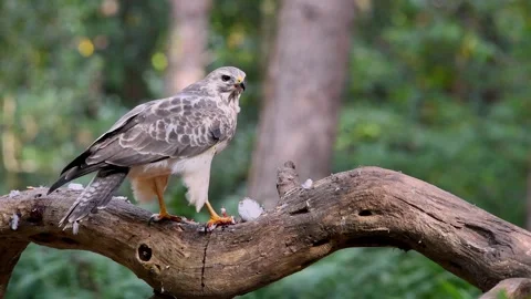Grey And White Buzzard Eating Its Prey On A Tree Branch In A Dense Forest S.. Stock Footage 336564445